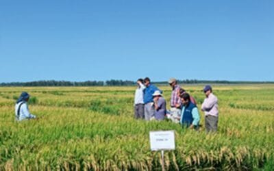 Días de campo sobre el arroz.