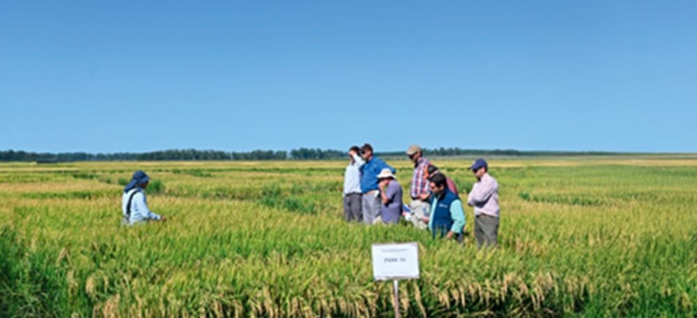 Días de campo sobre el arroz.