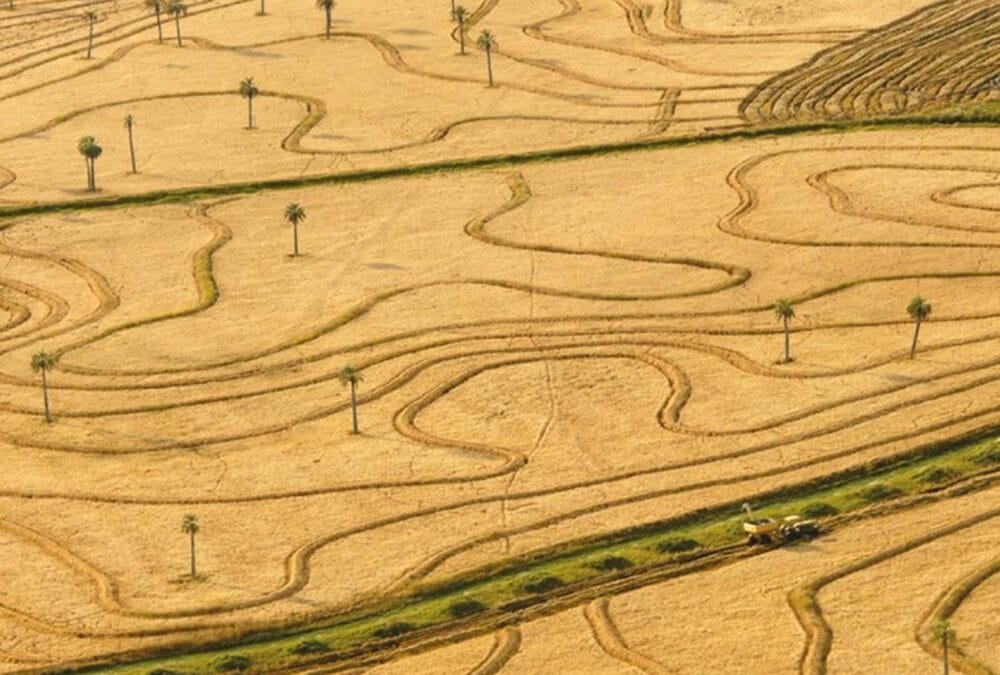 En el Día de los Humedales, distinción a buenas prácticas para el arroz.
