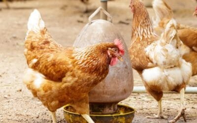 Argentina. Se detectó un caso de influenza aviar en aves de traspatio en la provincia de Chaco.