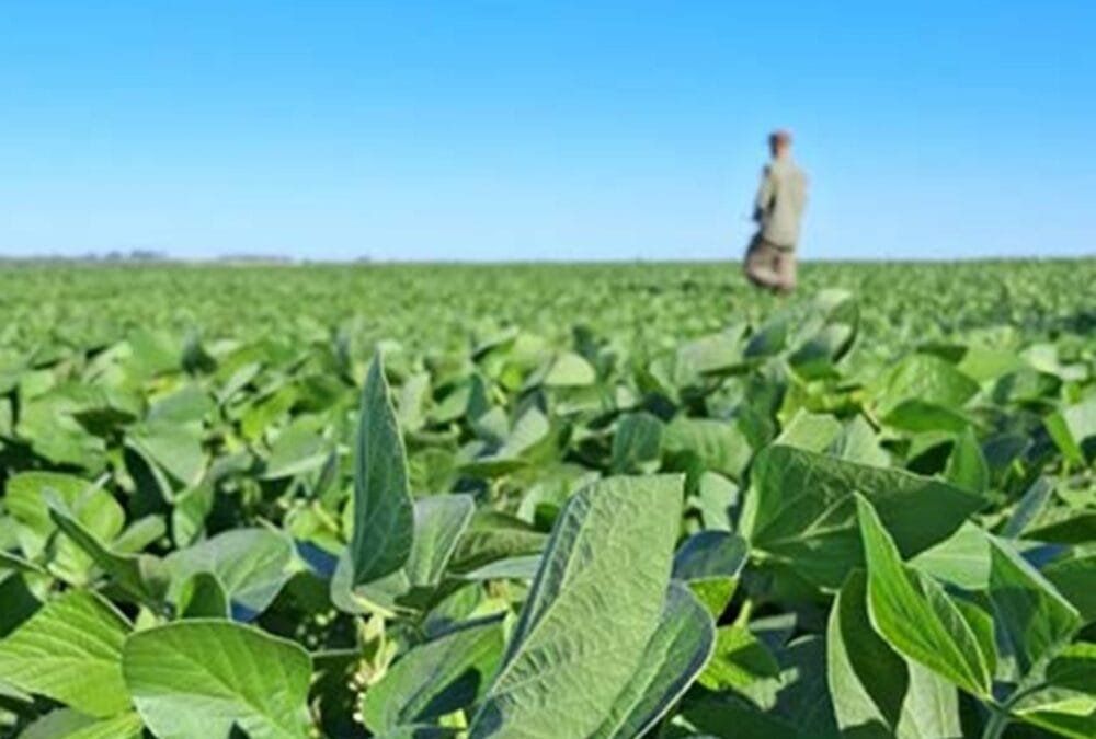 Puesta a punto de los cultivos de verano.