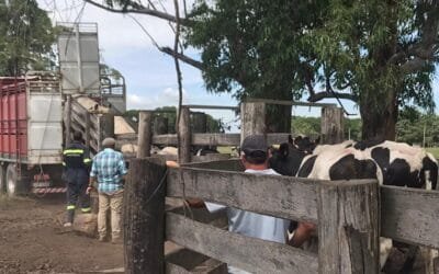 Capacitar y premiar a quienes hagan buen manejo del ganado embarcado.