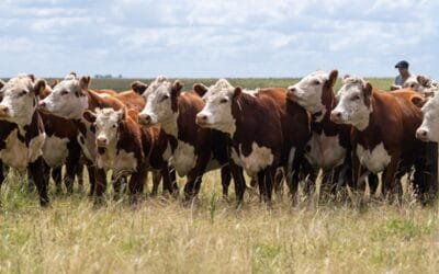 Plaza Rural rematará los Hereford de Punta.