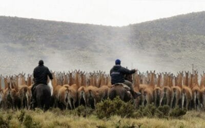 Argentina. Lana de guanaco, cómo un problema puede convertirse en una solución sustentable.