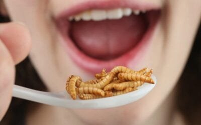 En Europa debaten sobre los insectos como alimento humano.