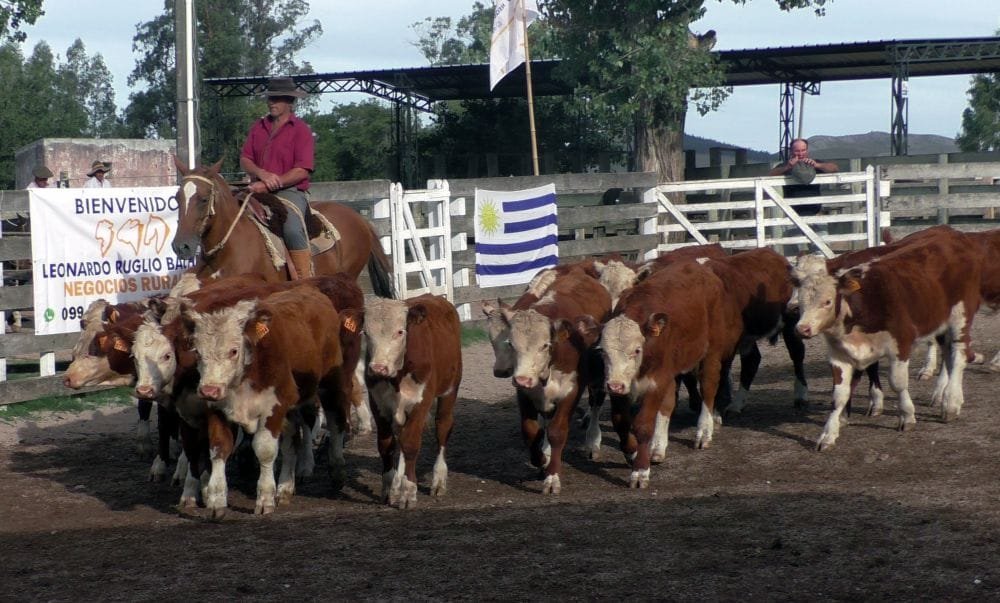 Leonardo Ruglio Bachino: Pista firme, buenos precios y colocaciones totales.