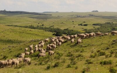 “Mejor con ovinos” continúa esta semana en Tacuarembó y Rivera.
