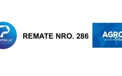 En Agro en Punta, Pantalla Uruguay rematará 8.000 vacunos.