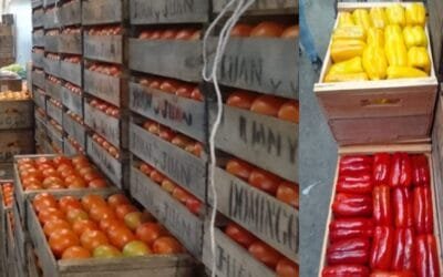 Continua la abundante oferta de morrones y tomates en el mercado mayorista.