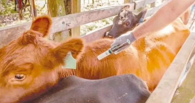 Detectaron rabia paresiante en Misiones, Argentina.