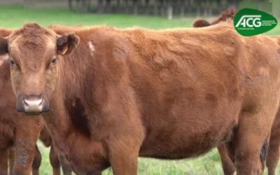 El mercado mantiene la estabilidad.