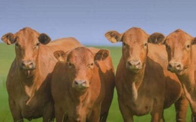 El jueves comienza el remate de Pantalla Uruguay con una nueva Ganadera Brangus.