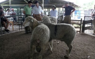 Día del Ovino. Interesante muestra en distintas razas se vio en el Campanero.