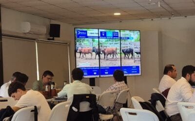 Pantalla Uruguay colocó el 92,85% de los vacunos.