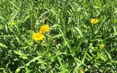 Colonia. Ovinos mueren por intoxicación debido a Pascalia glauca.