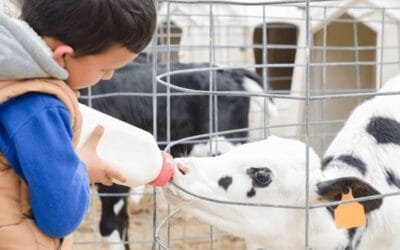 Jornada de Prolesa, Minerva Foods y Copagran sobre cría de terneros.