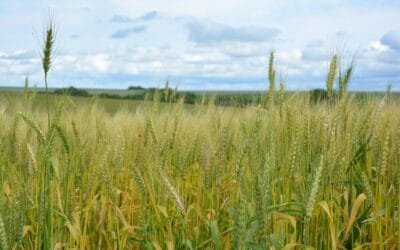Resultados de la encuesta agrícola primavera verano 2024/2025.