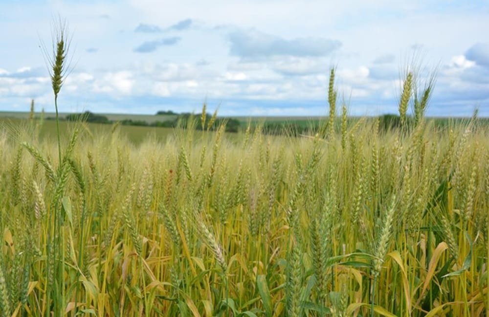 Resultados de la encuesta agrícola primavera verano 2024/2025.