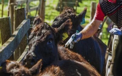 Cambio de fecha para la vacunación contra la aftosa.