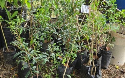 Canelones entrega árboles nativos a productores de la cuenca del río Santa Lucía.