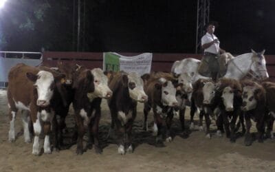 En Cañada Bellaca, el escritorio Eduardo Umpiérrez Negocios Rurales mostró un mercado firme y valores por demás interesantes.