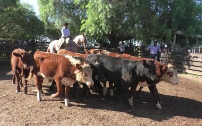 Jorge Cunietti & Cía. con una pista de un mercado demandado y bien cotizado.