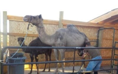 Universidad australiana descubre que la leche de camella es una buena alternativa a los lácteos tradicionales.