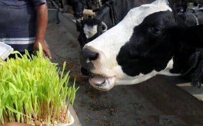 Tambos y queseros de San José producirán forraje hidropónico en contenedores.