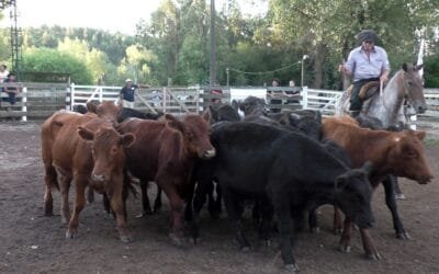 Escritorio Leonardo Ruglio Bachino: demandada y bien paga la feria en el Campanero.