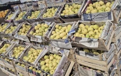 Significativa oferta de membrillos en la plaza mayorista.