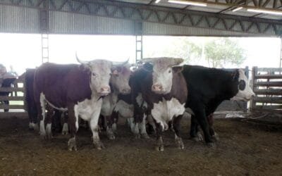 Ricardo Bachino Grosso: agilidad y buenos promedios en Ortiz.