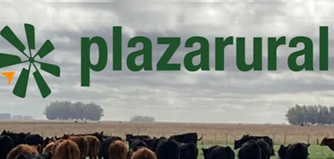 Cuatro días para el remate 319 de Plaza Rural: 27.706 vacunos y 150 ovinos.