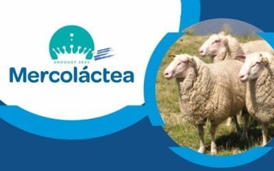 Frisona Milchschaf en Mercolatea 2025.