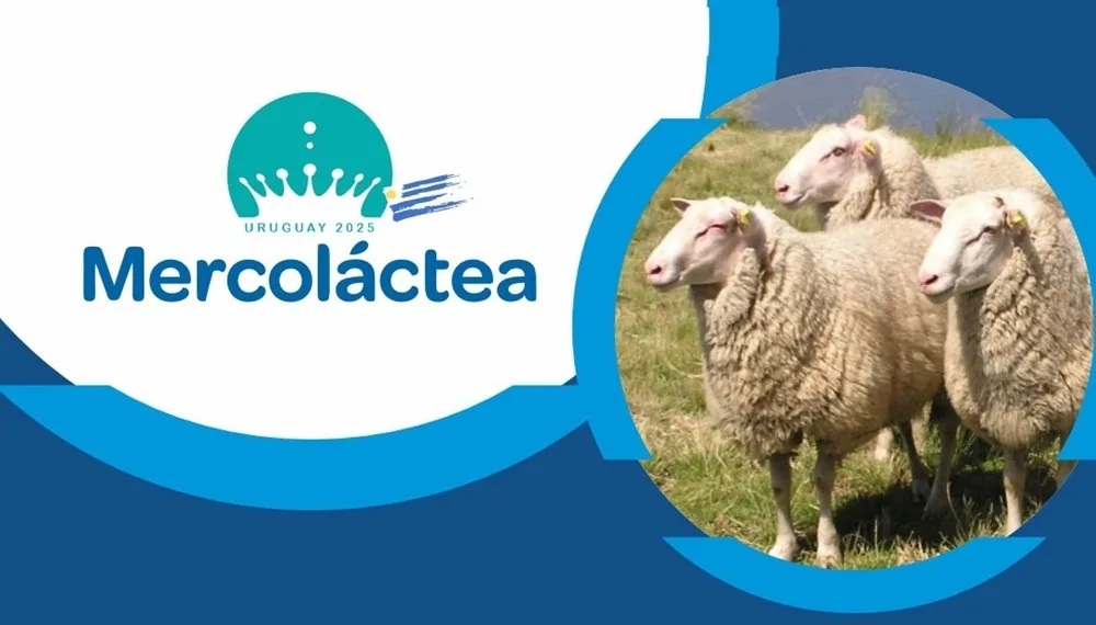 Frisona Milchschaf estará presente en Mercolactea