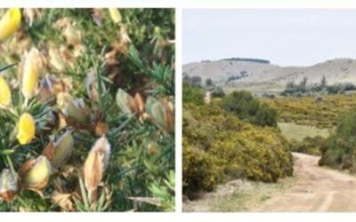 Se presentará el taller sobre estrategias de control de tojo.