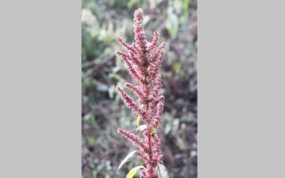 Intoxicación de vacunos por yuyo colorado en Tacuarembó