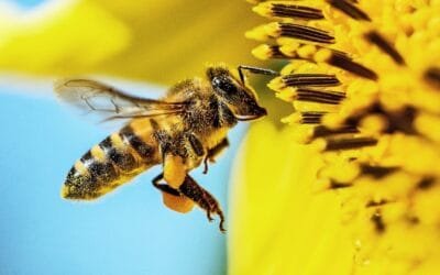 Logran alimento para abejas, que asegura mayor supervivencia y crecimiento de la colonia.