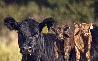 Remate de Expo Angus de Otoño; 256 animales comercializados.