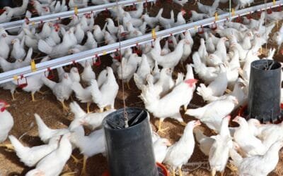 En 2025, Sanidad del MGAP recibió más de 15 denuncias por casos sospechosos de gripe aviar, todos negativos.