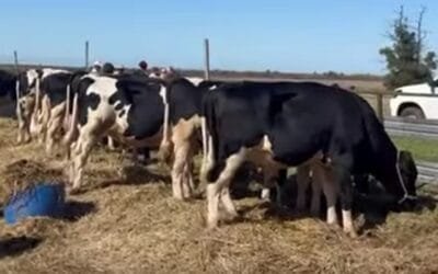 Muy buenos números para el remate anual de El Chivo con escritorio Di Santi.