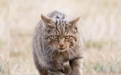 Detectan influenza aviar en gatos monteses del estado de Nueva York.