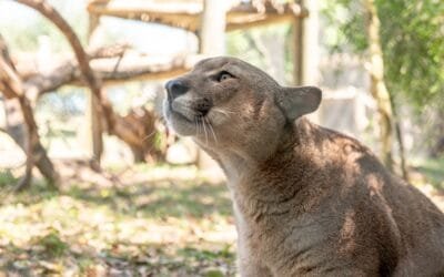 Montes del Plata abrirá al público Bioparque M’Bopicuá durante la Semana de Turismo.