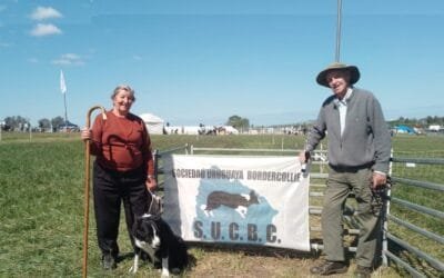 Border Collie, la raza noble con fuerte instinto de trabajo.