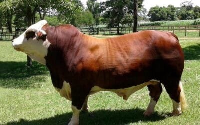 Paraguay. El 22 de abril comienza la Expo Braford.