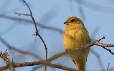 UPM lanzó Fondos para Proyectos de Biodiversidad.
