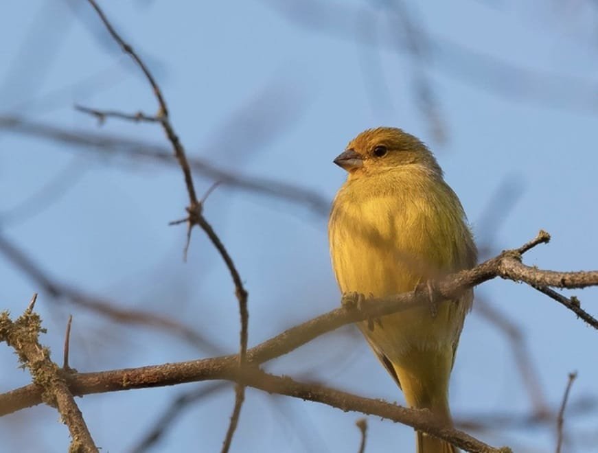 UPM lanzó Fondos para Proyectos de Biodiversidad.