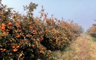 Documento de INIA sobre los cítricos y el frío.