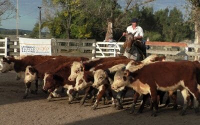 Campanero siguió mostrando un mercado firme, esta vez con Leonardo Ruglio Bachino.