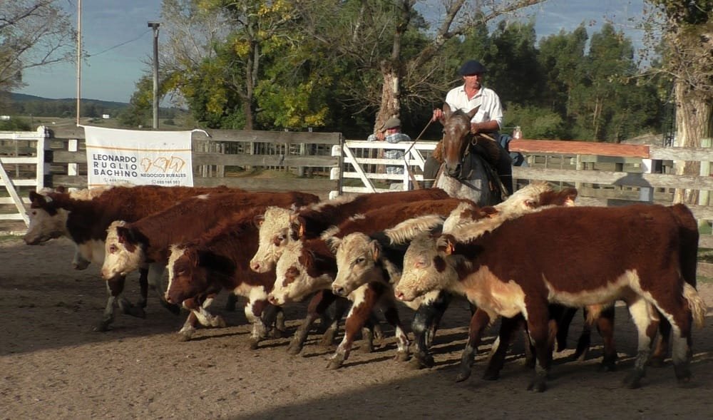 Campanero siguió mostrando un mercado firme, esta vez con Leonardo Ruglio Bachino.
