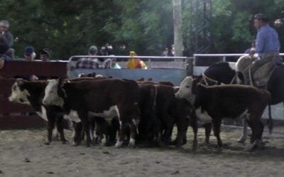 Eduardo Umpiérrez Negocios Rurales, tuvo un mercado más ajustado, en Cañada Bellaca.